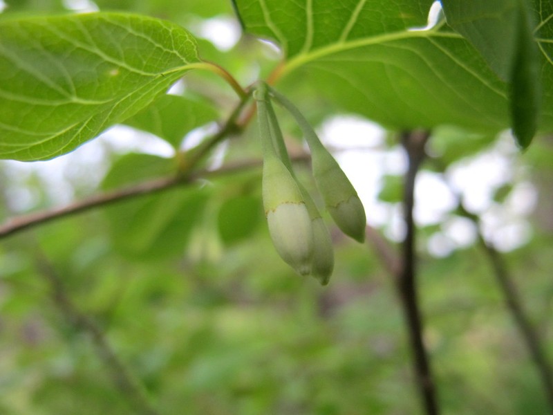 Sycamoreleaf Snowbell photo 6
