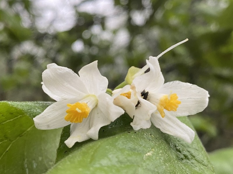 Sycamoreleaf Snowbell photo 8