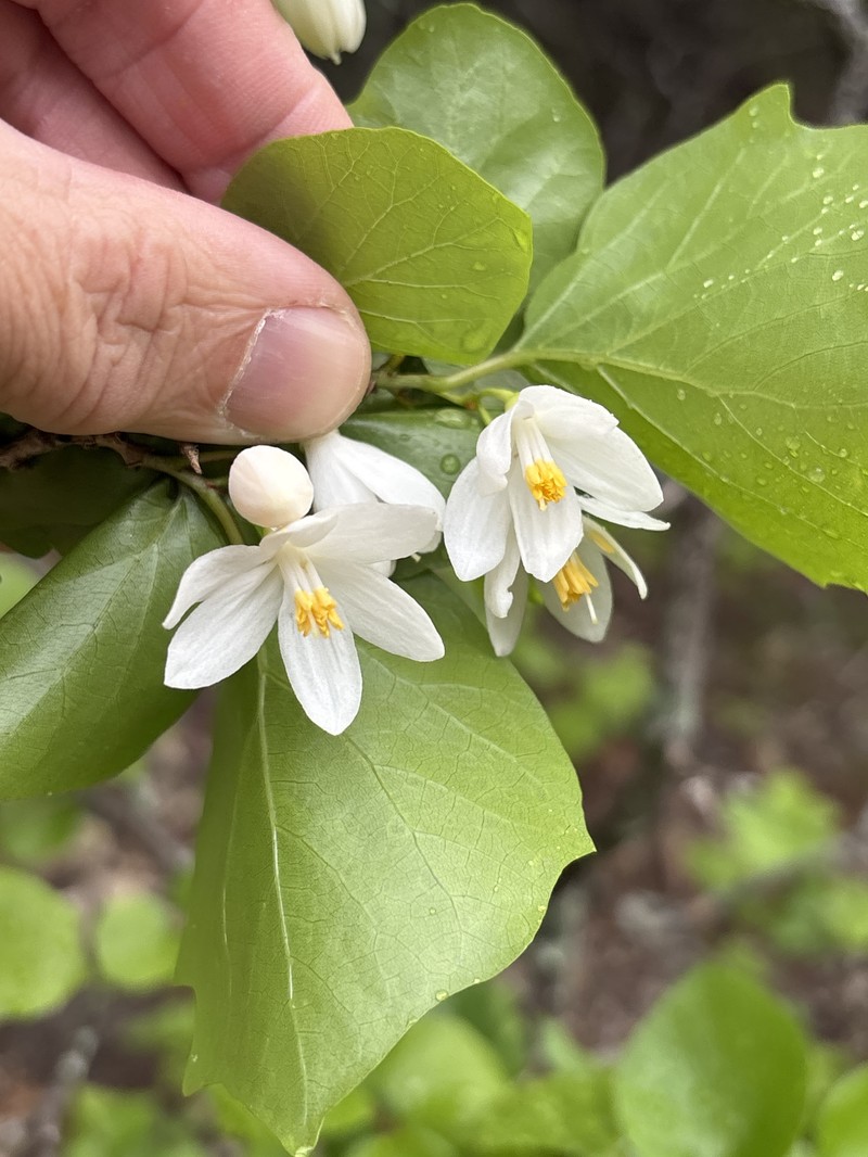 Styrax platanifolius subsp. platanifolius
