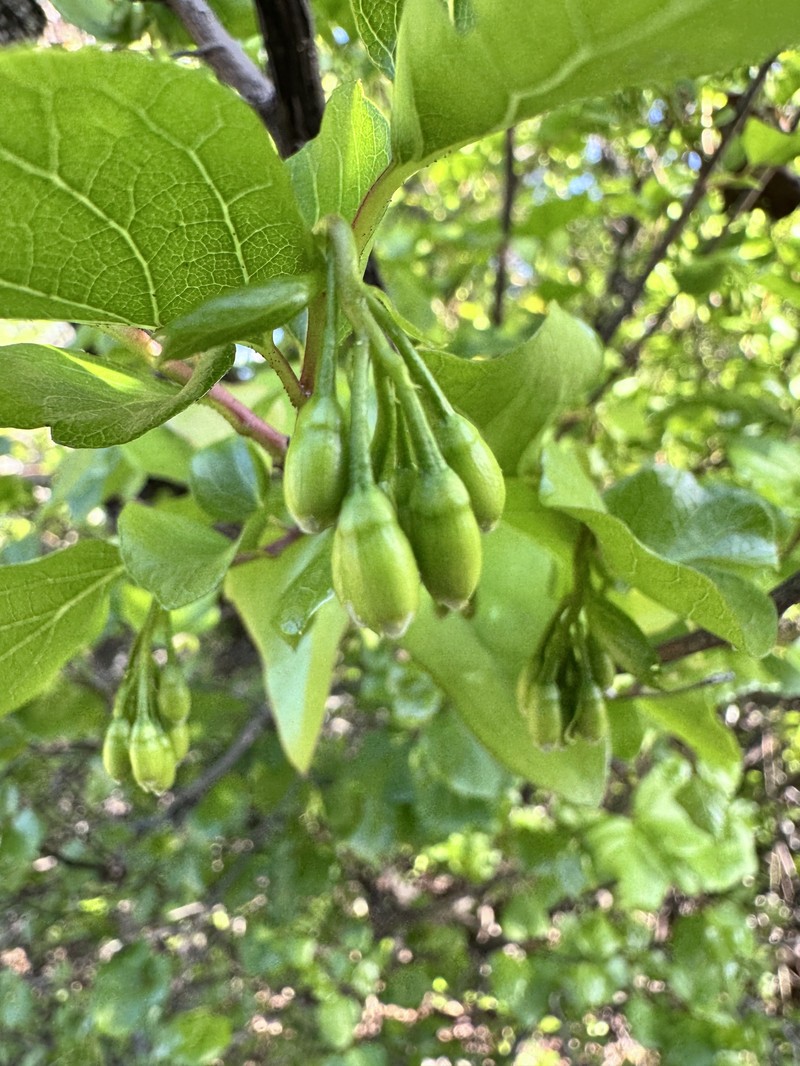 Styrax platanifolius subsp. platanifolius photo 2