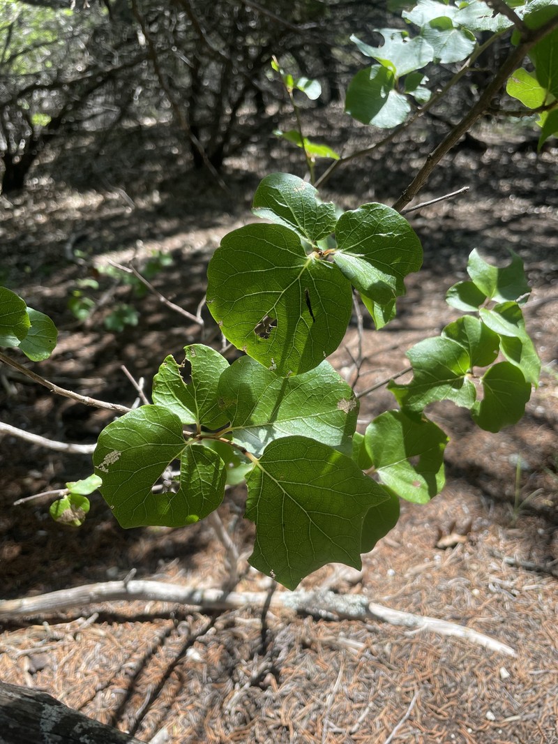 Styrax platanifolius subsp. platanifolius photo 3