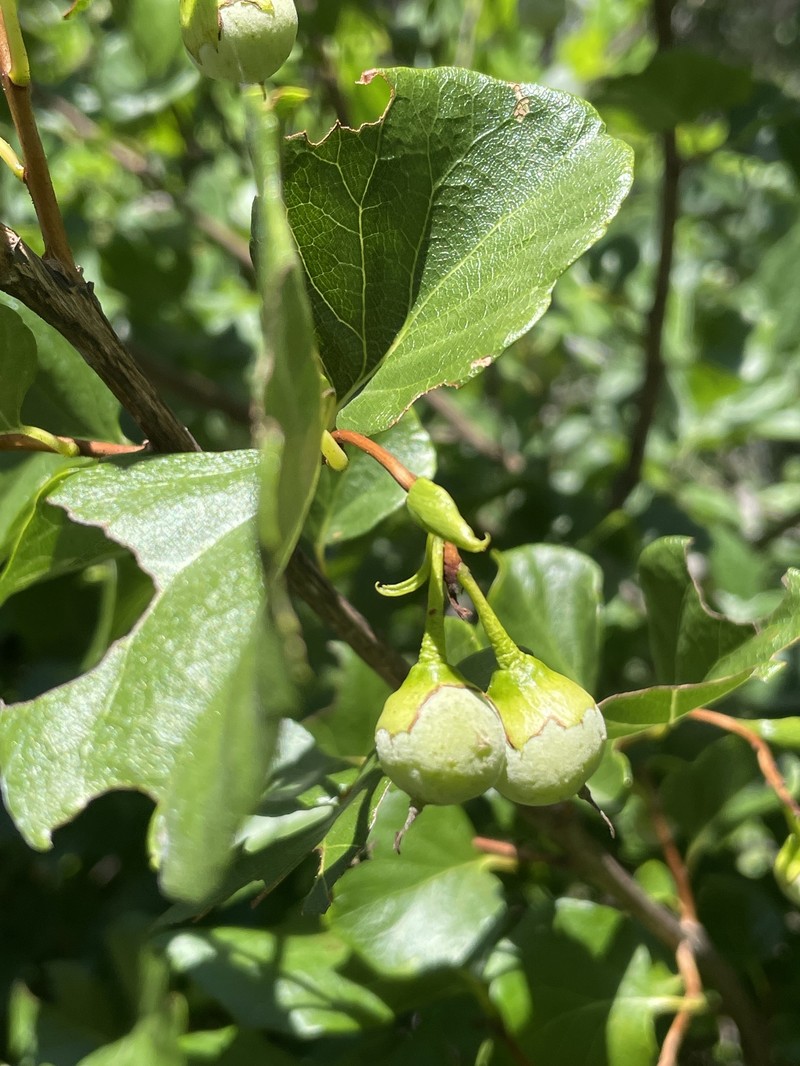 Styrax platanifolius subsp. platanifolius photo 4