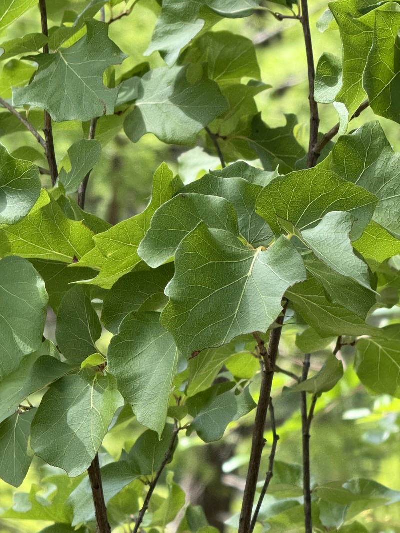 Styrax platanifolius subsp. platanifolius photo 5