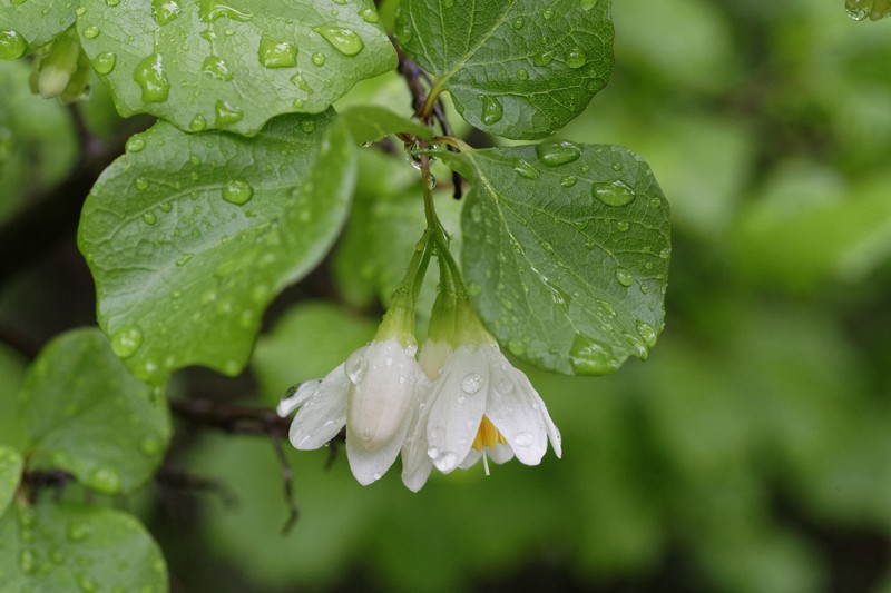 Styrax platanifolius subsp. platanifolius photo 7
