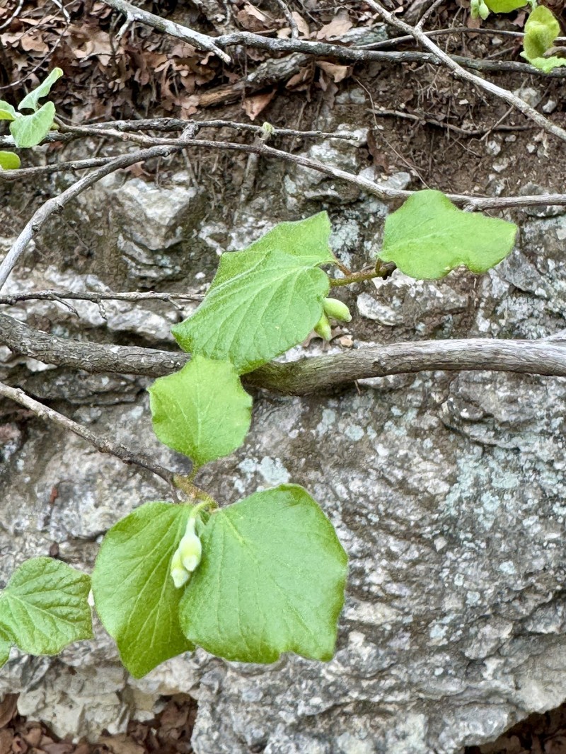 Styrax platanifolius subsp. stellatus