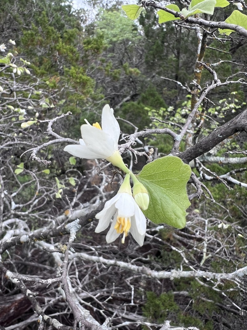 Styrax platanifolius subsp. stellatus photo 2