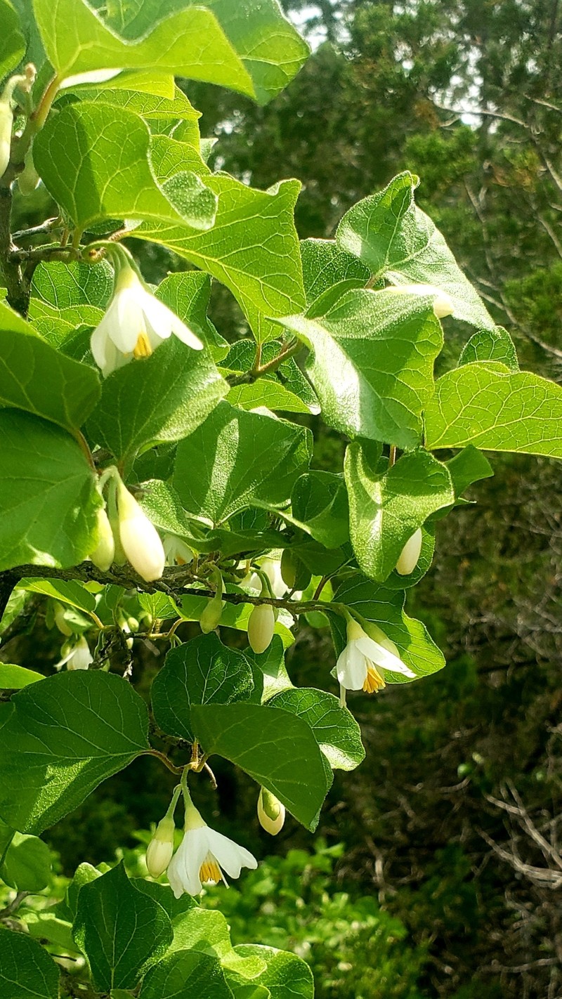 Styrax platanifolius subsp. stellatus photo 4