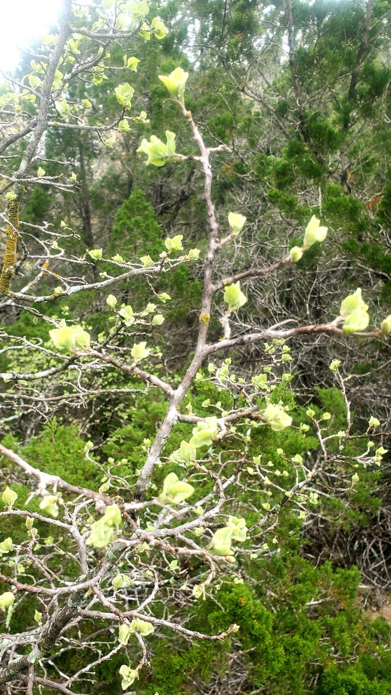 Styrax platanifolius subsp. stellatus photo 5