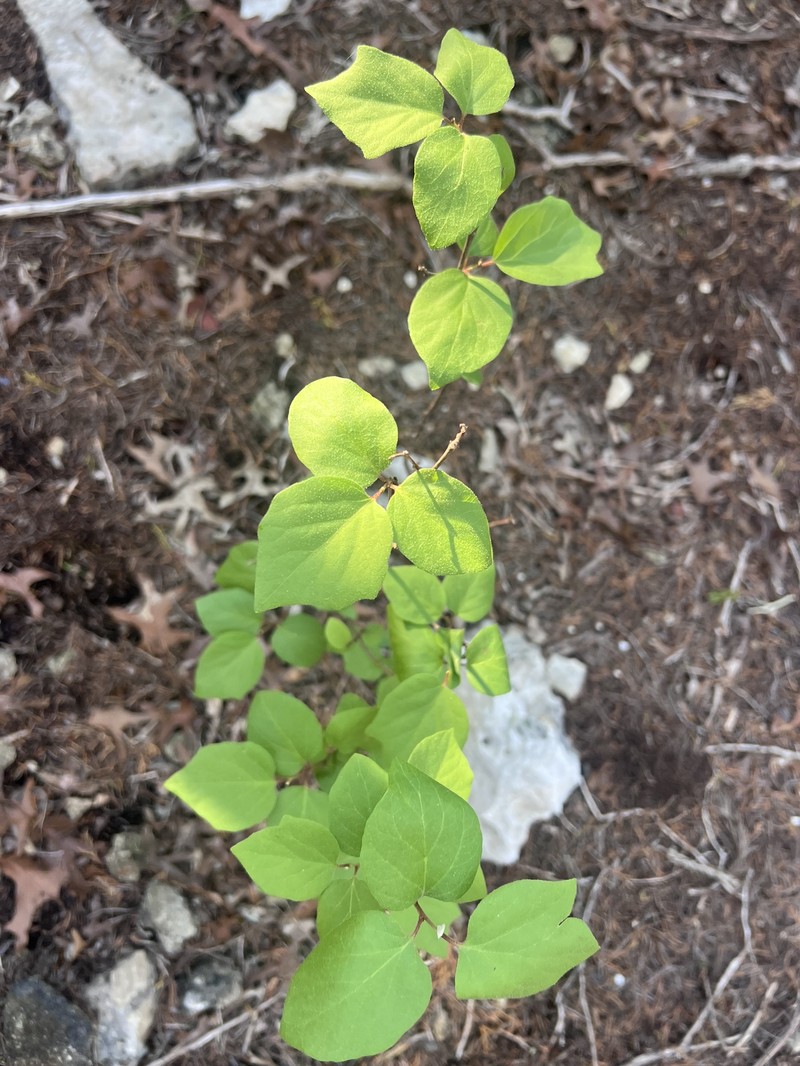 Styrax platanifolius subsp. stellatus photo 6
