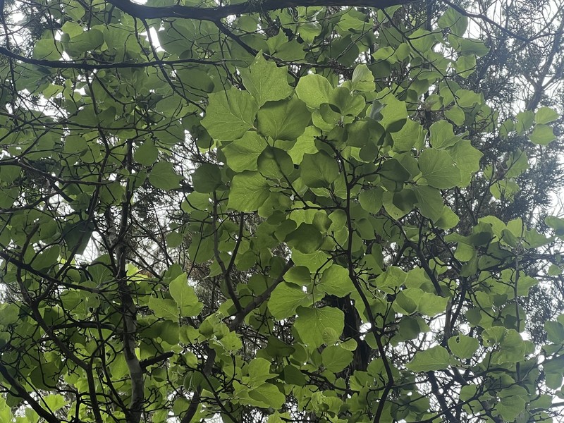 Styrax platanifolius subsp. stellatus photo 7