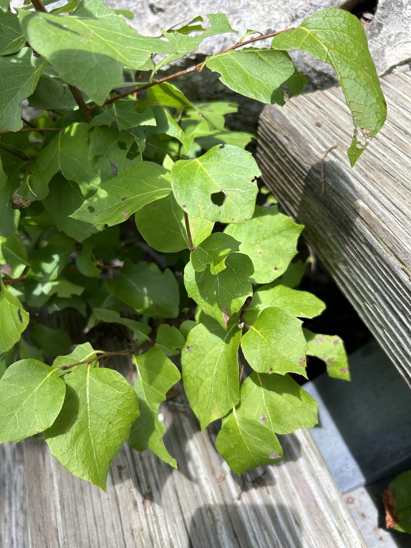 Styrax platanifolius subsp. texanus