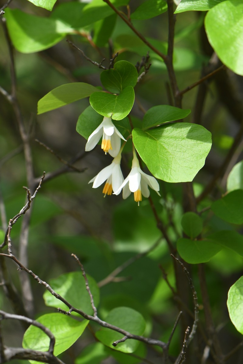 Styrax platanifolius subsp. texanus photo 2
