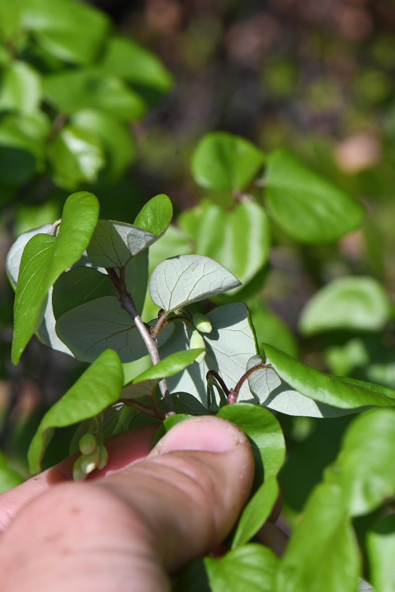 Styrax platanifolius subsp. texanus photo 4