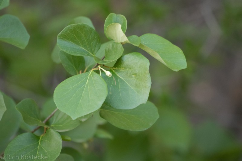 Styrax platanifolius subsp. texanus photo 5