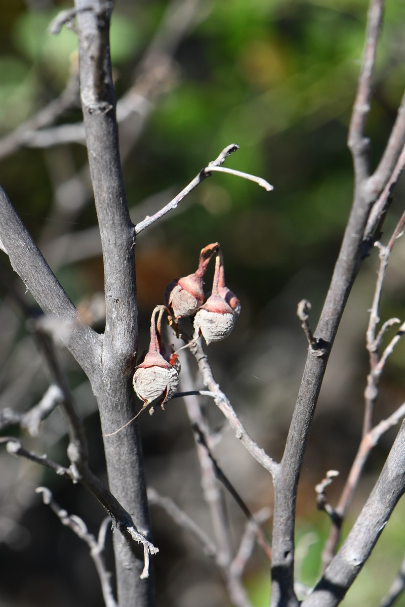 Styrax platanifolius subsp. texanus photo 6