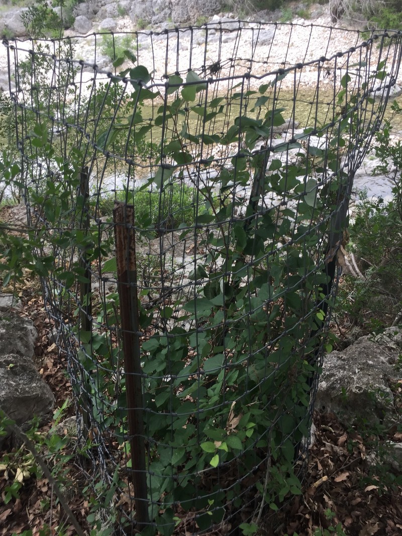 Styrax platanifolius subsp. texanus photo 7