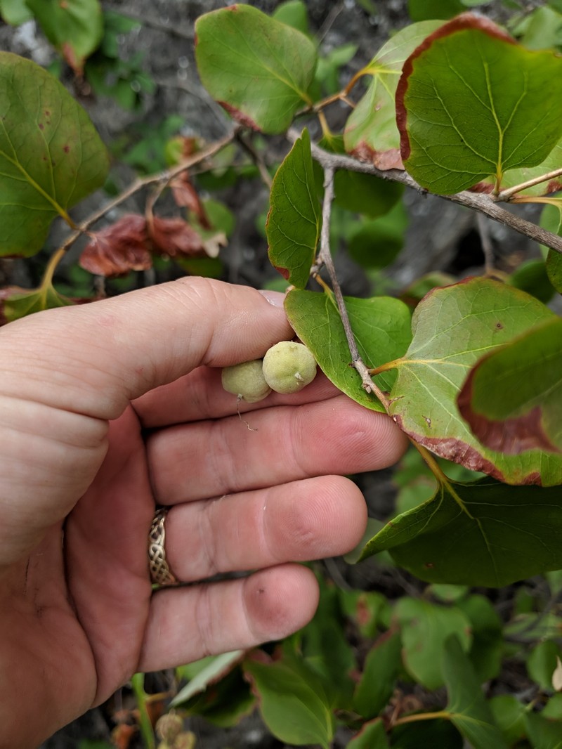 Styrax platanifolius subsp. texanus photo 8