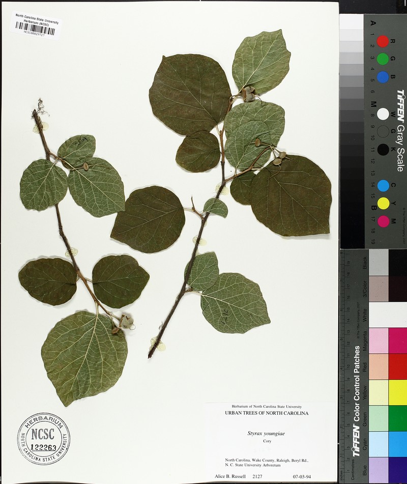 Styrax platanifolius subsp. youngiae