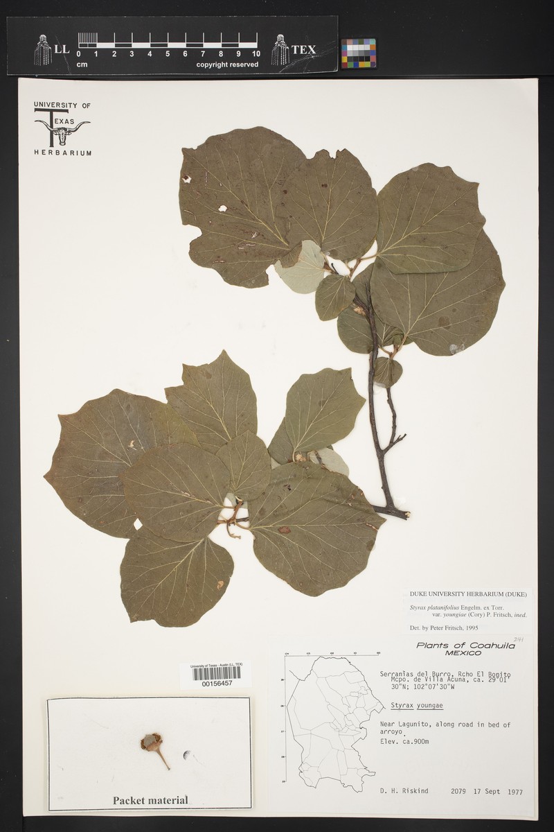 Styrax platanifolius subsp. youngiae photo 2