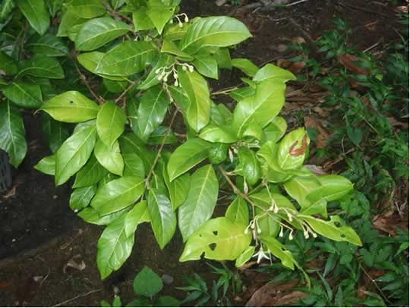 Palo De Jazmin