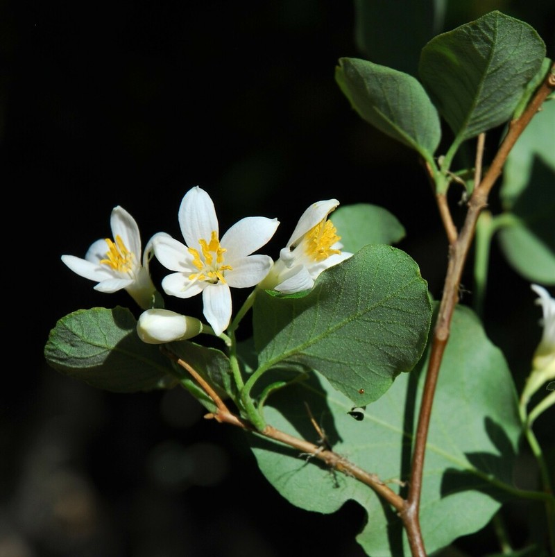 Drug Snowbell photo 3