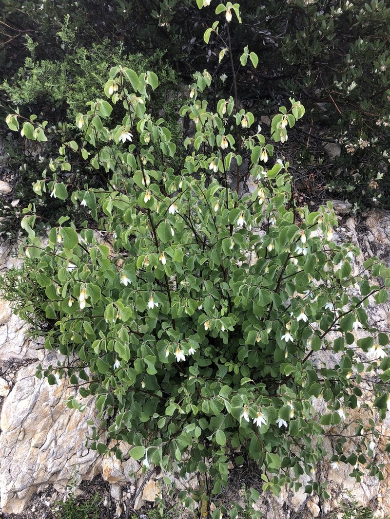 Drug Snowbell photo 6