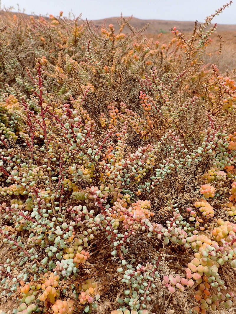 Suaeda caboverdeana