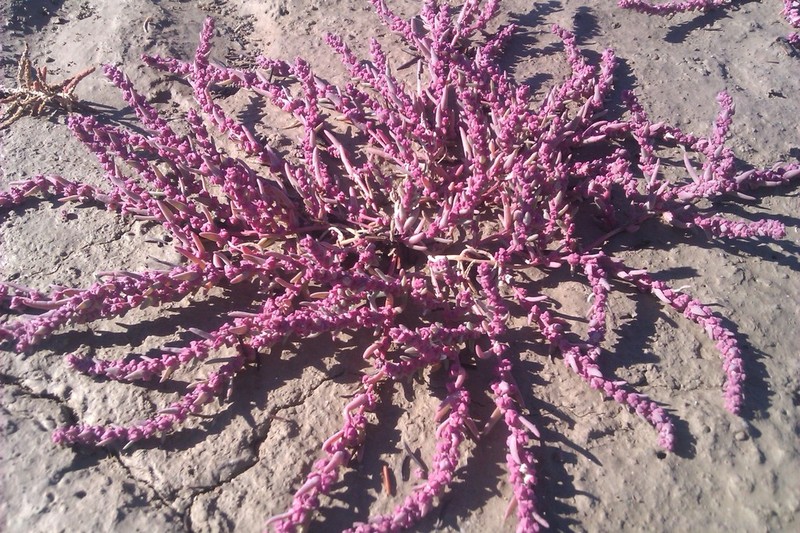 Pursh Seepweed photo 3