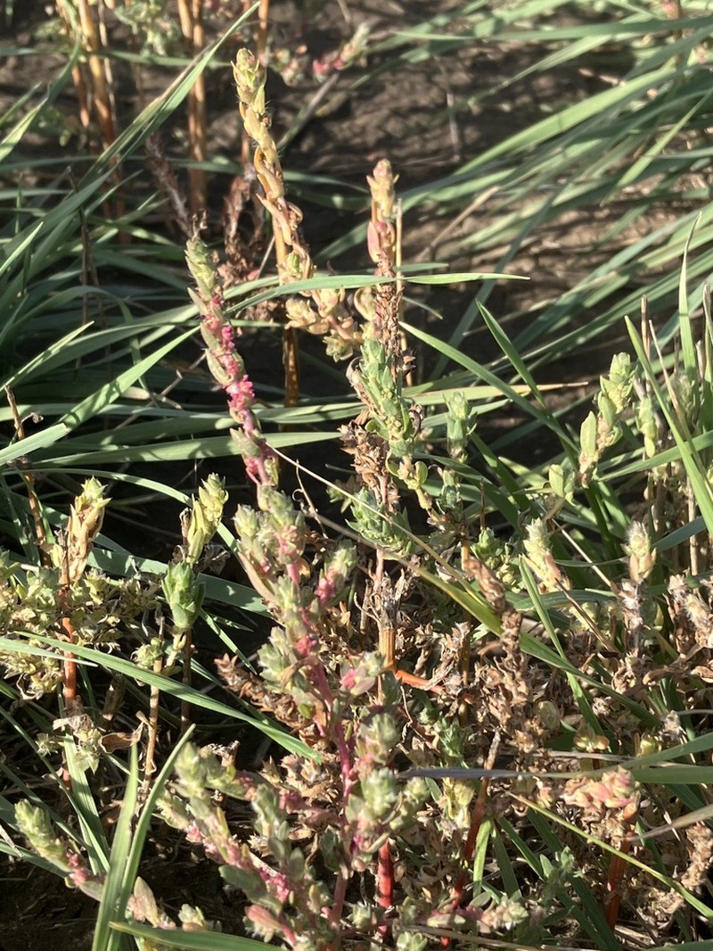 Pursh Seepweed photo 4