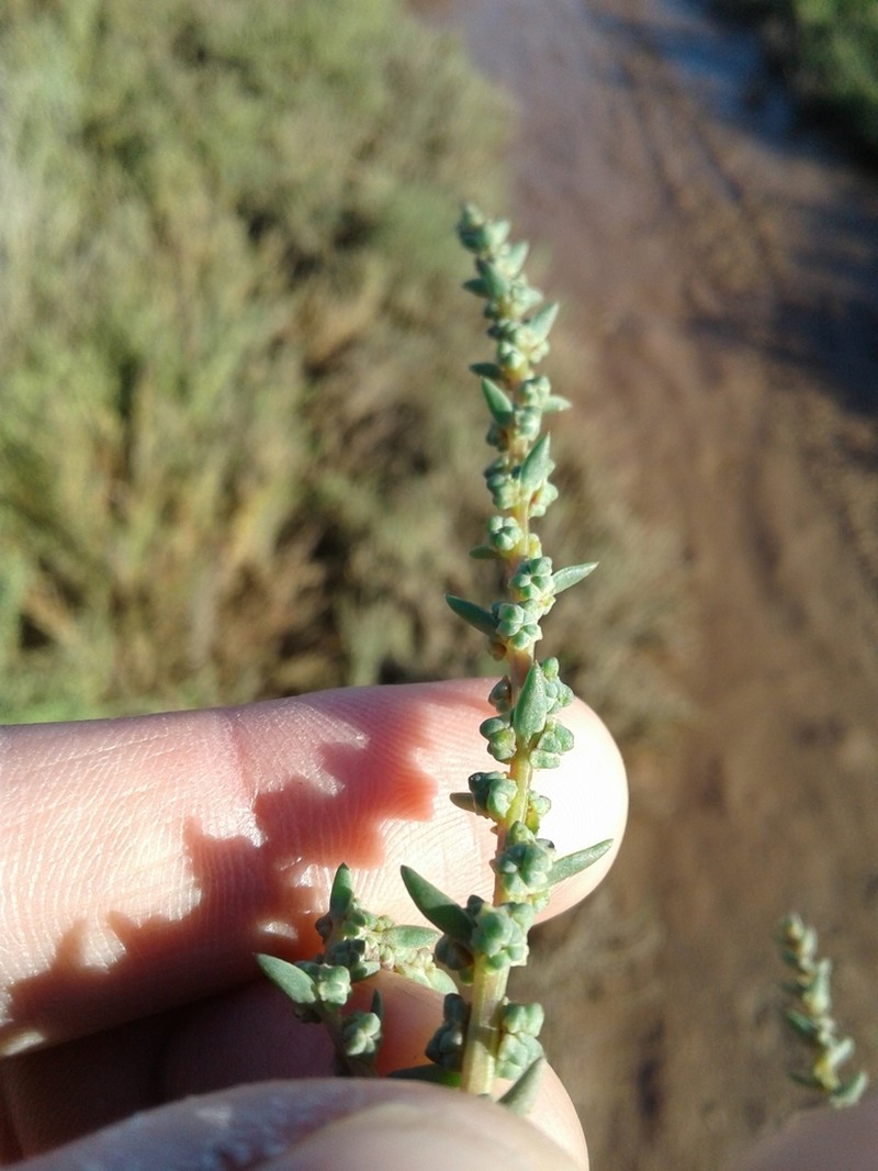 Pursh Seepweed photo 5