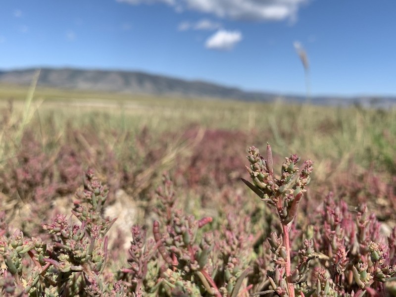 Pursh Seepweed photo 6