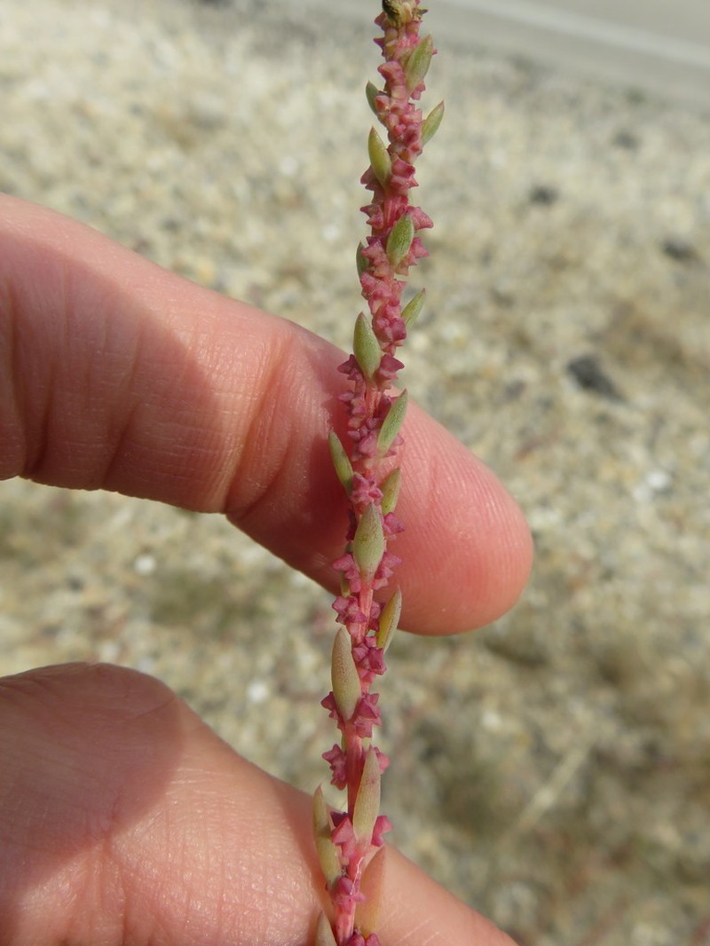 Pursh Seepweed photo 7