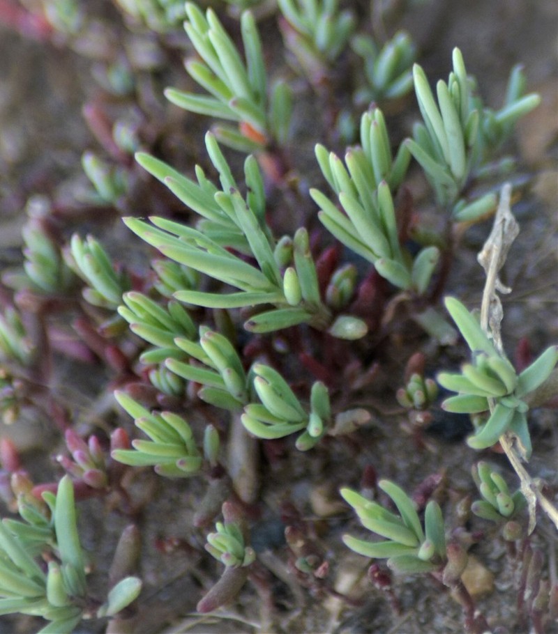 Pursh Seepweed photo 8