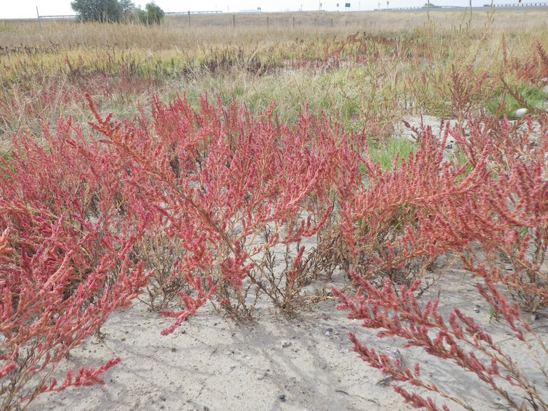 Pursh Seepweed photo 2