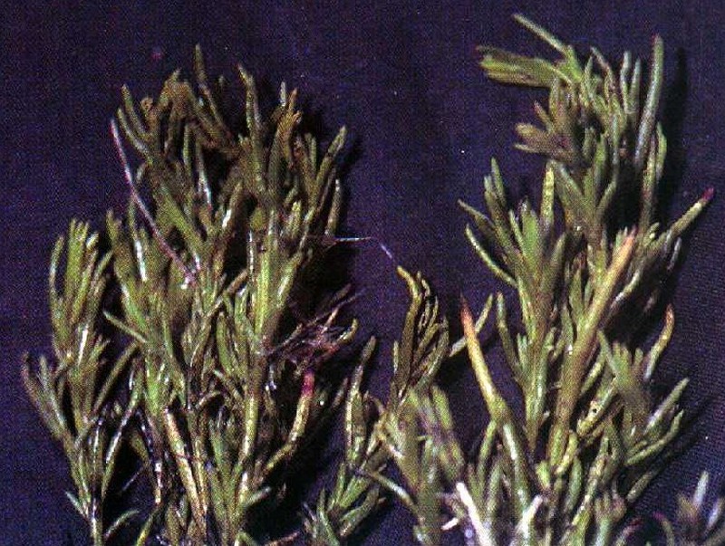 Pursh Seepweed