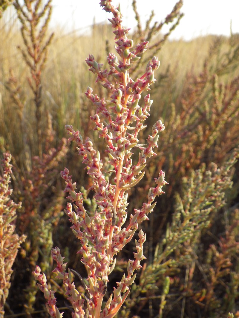 Pursh Seepweed photo 4