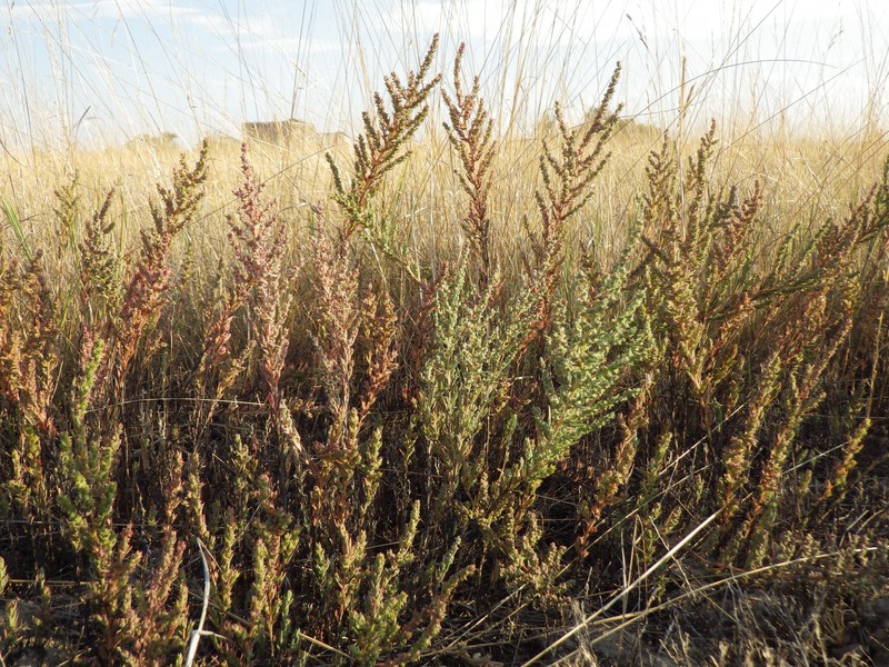 Pursh Seepweed photo 5