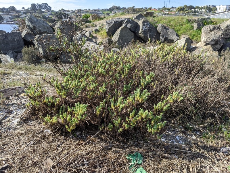 California Seablite photo 3