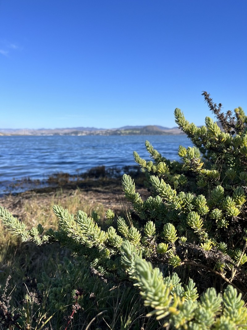 California Seablite photo 7