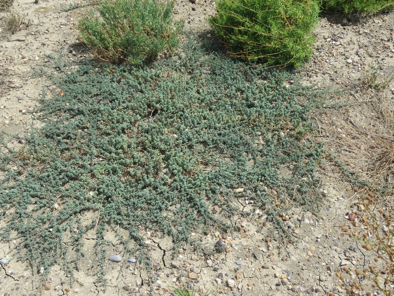 Beach Seepweed