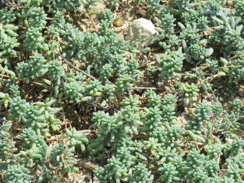 Beach Seepweed photo 2