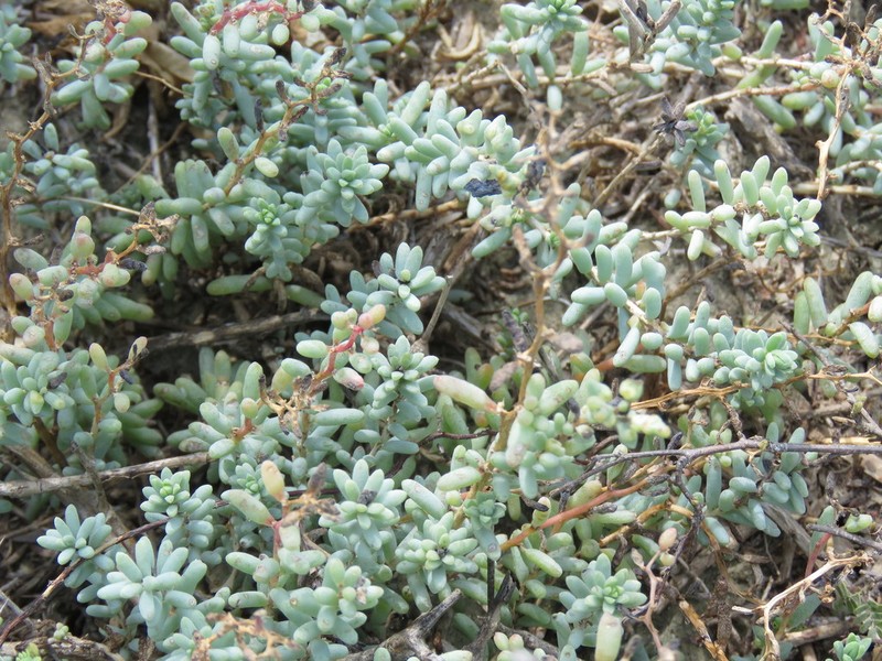 Beach Seepweed photo 4