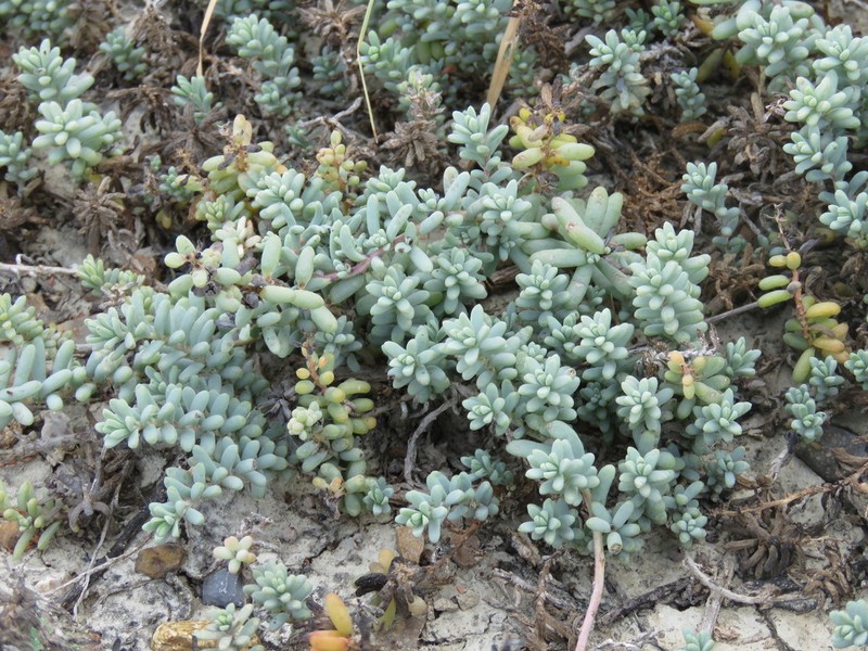 Beach Seepweed photo 5