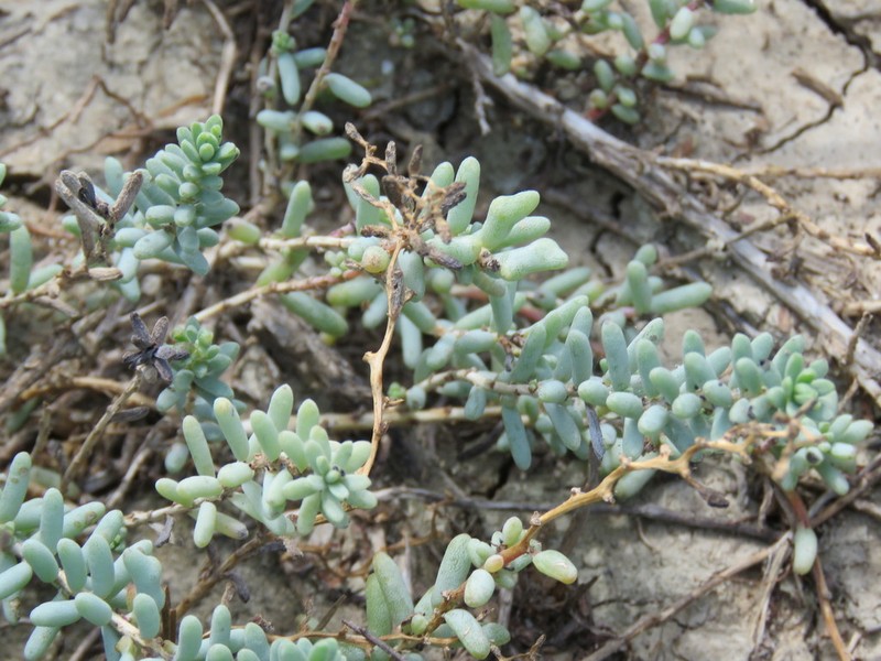 Beach Seepweed photo 6