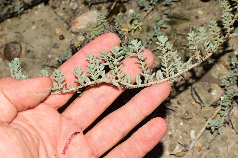 Beach Seepweed photo 7