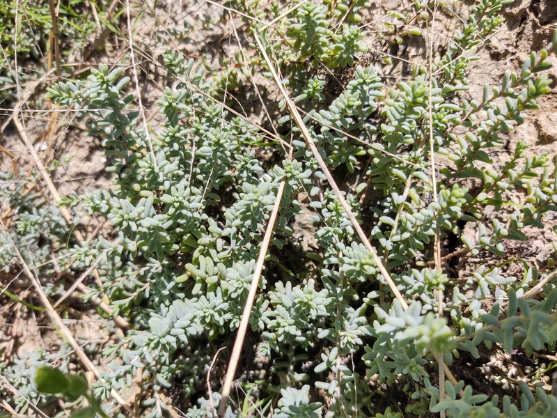 Beach Seepweed photo 8