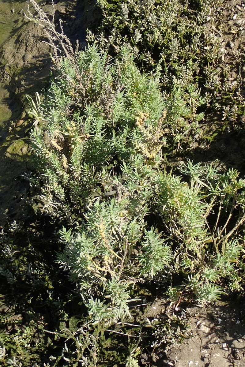 Seablite photo 6