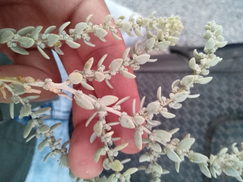 Suaeda khalijefarsica