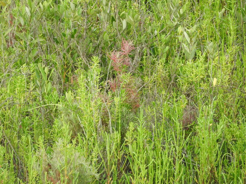 Annual Seepweed
