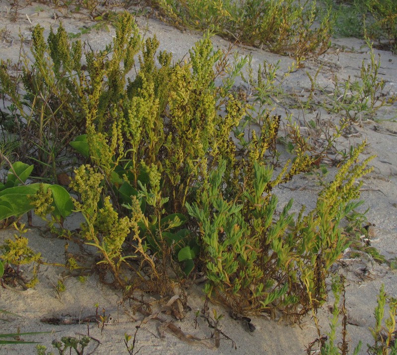 Annual Seepweed photo 3